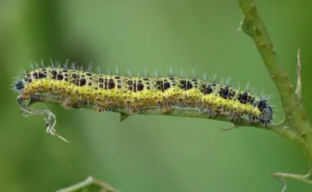 Large Cabbage White Caterpillar