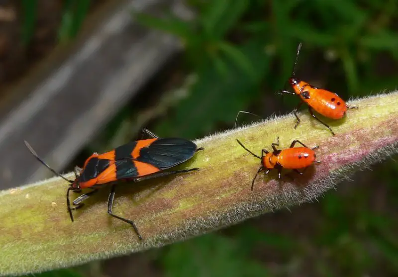 Black and Orange Bugs