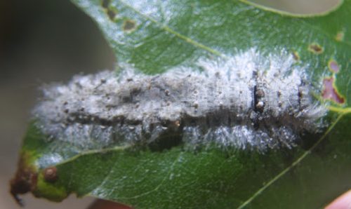 20 Types of White Caterpillars (With Pictures)