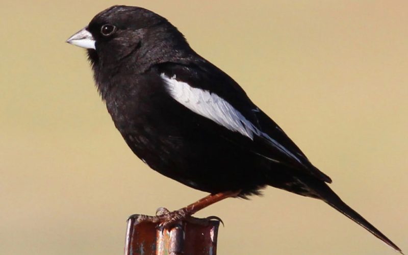 Black Birds with White Stripes on Wings