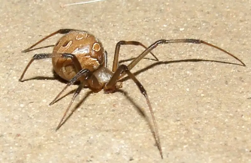 latrodectus-geometricus-800x521-1 Brown Spiders in Texas