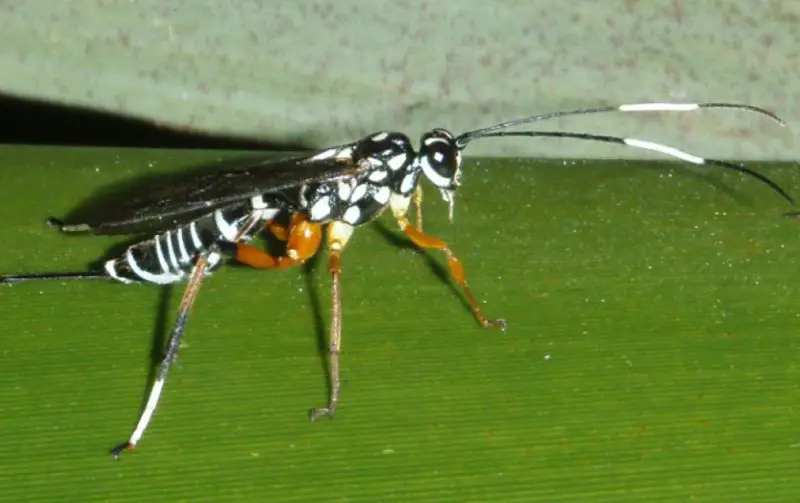 lemon-tree-borer-parasitoid-wasp-800x503-1 black with white striped wasp