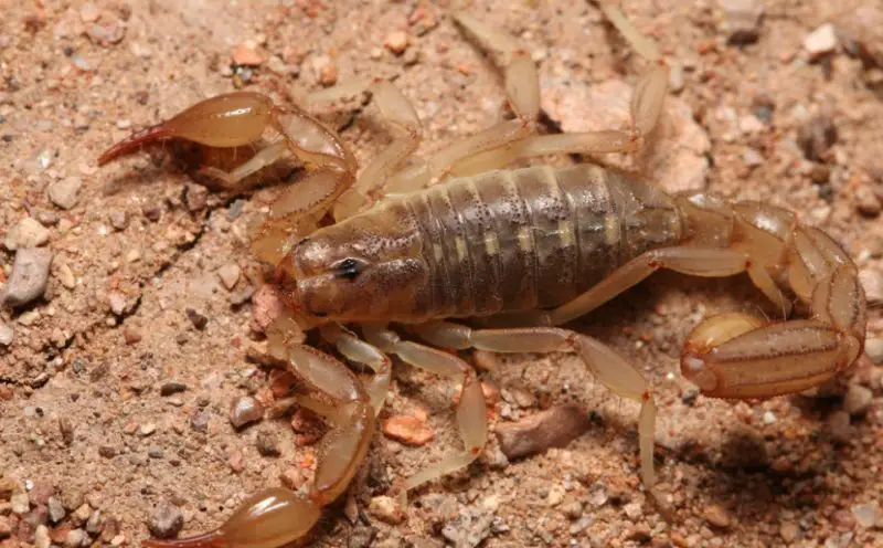 Scorpions in Georgia