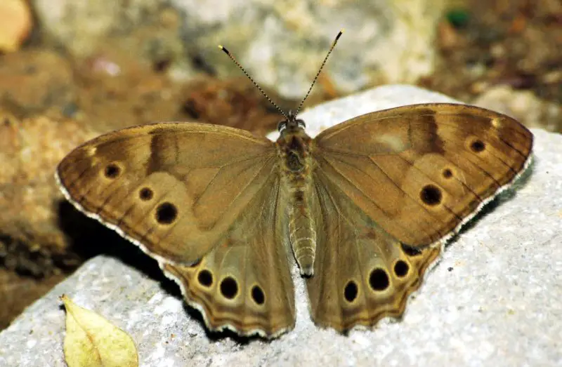 Michigan Butterflies
