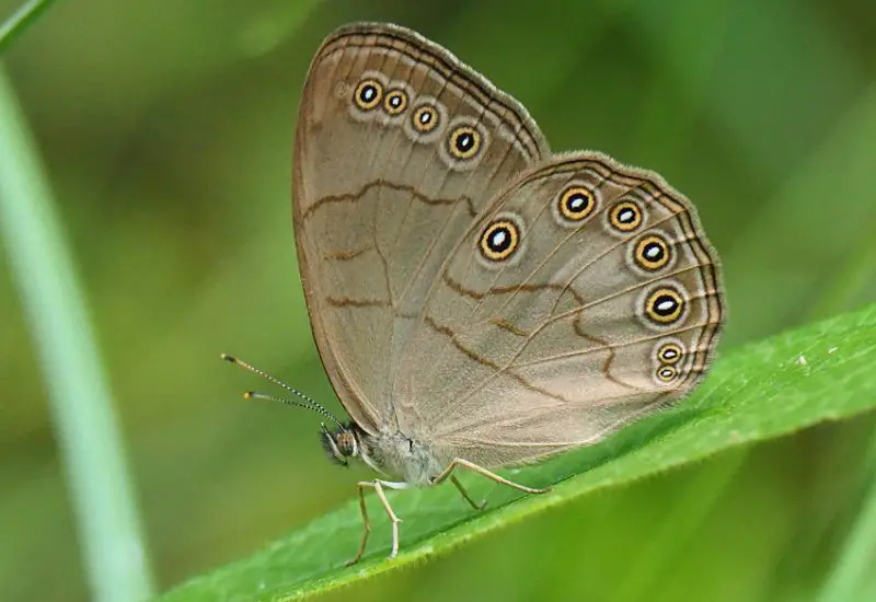 Michigan Butterflies