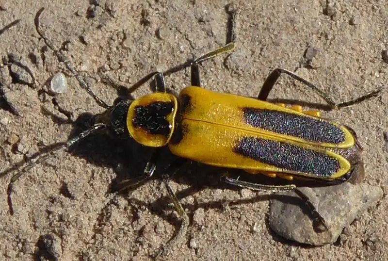 Yellow Beetles with Black Spots