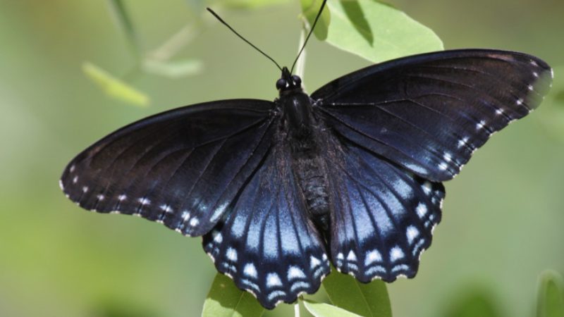 Michigan Butterflies