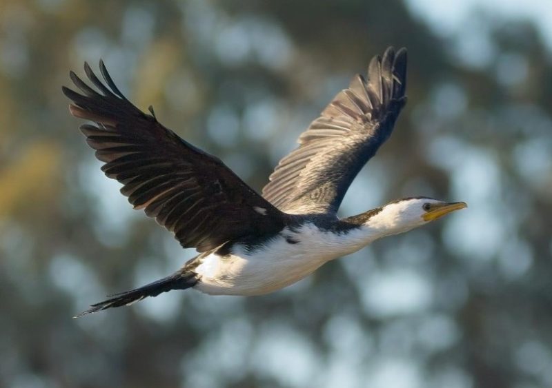 Black Birds with White Stripes on Wings