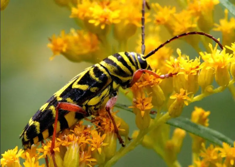 Yellow Beetles with Black Spots