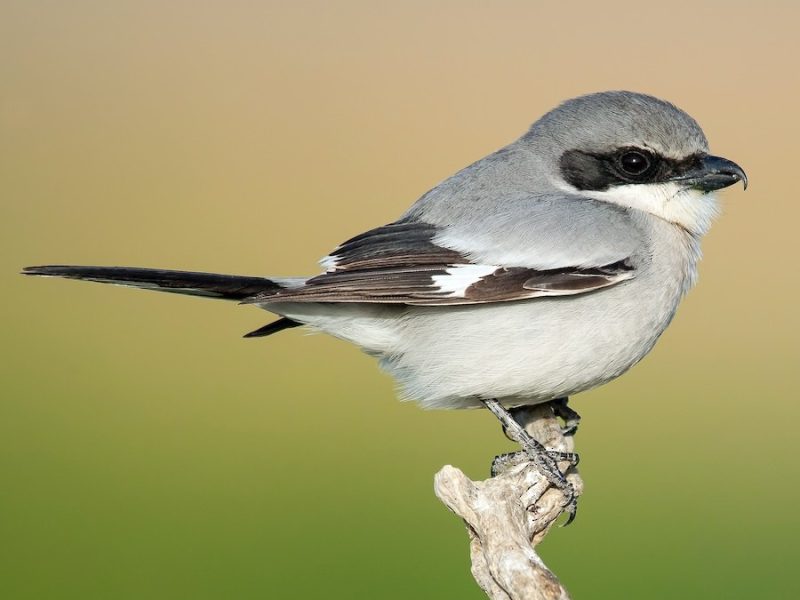 Black and White Birds in Colorado