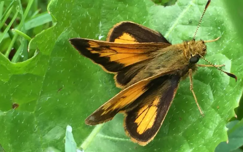 Michigan Butterflies