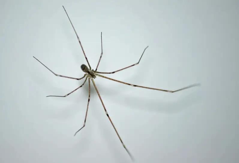 long-bodied-cellar-spider-1 Spiders in Arkansas