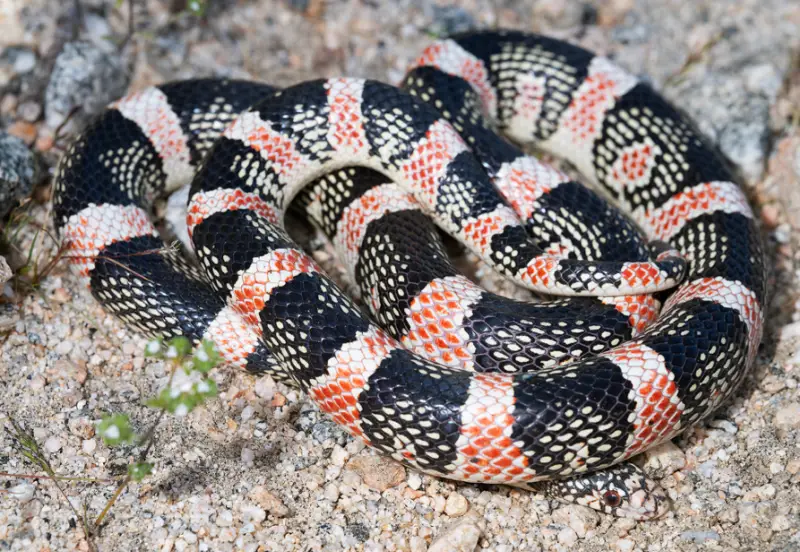 long-nosed-snake-800x552-1-1 Types of Snakes in Oklahoma