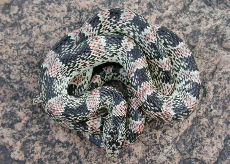 White Snakes With Black Stripes