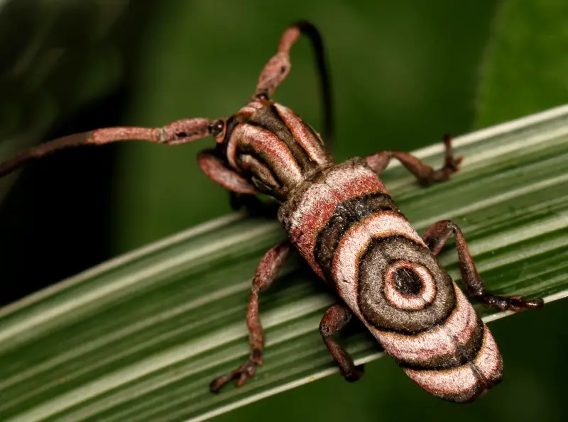 Types of Beetle Insects