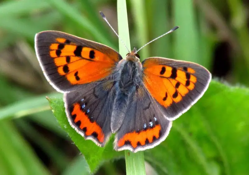 Michigan Butterflies