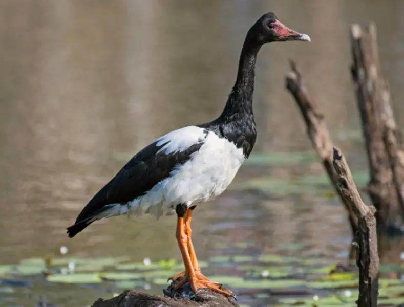 magpie-goose-anseranas-semipalmata-789x600-1 Birds That Start With M