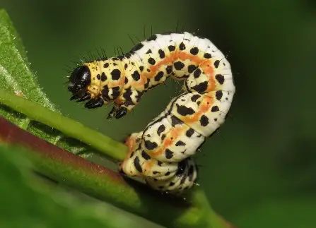 Magpie Moth Caterpillar