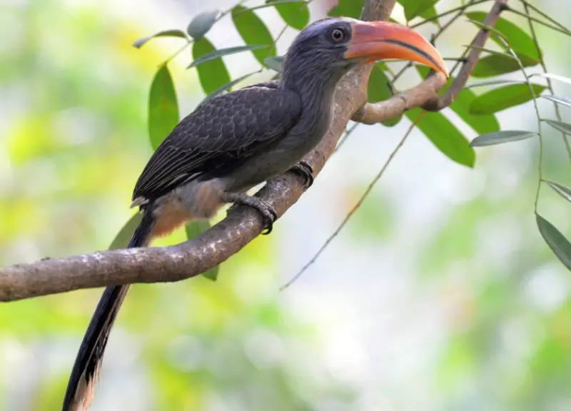 malabar-grey-hornbill-ocyceros-griseus-800x576-1 Birds That Start With M