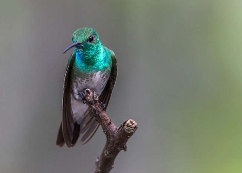 mangrove-hummingbird-amazilia-boucardi-800x573-1 Birds That Start With M