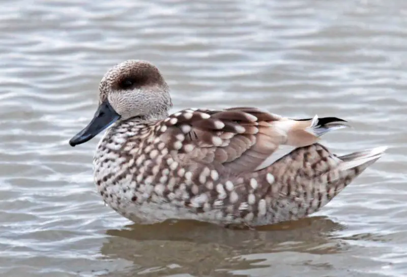 marbled-duck-marmaronetta-angustirostris-1-800x546-1 Birds That Start With M