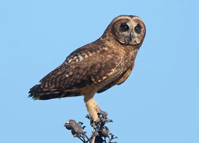 marsh-owl-asio-capensis Birds That Start With M