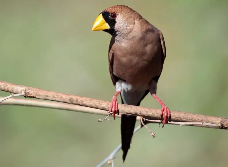 masked-finch-poephila-personata Birds That Start With M