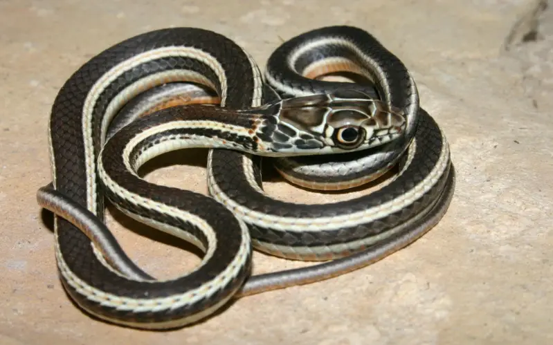 White Snakes With Black Stripes