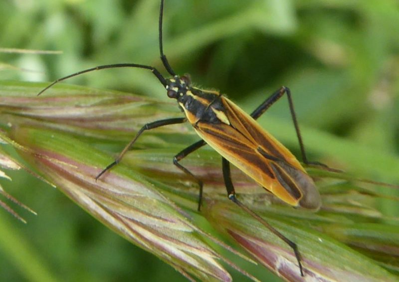 Black and Orange Bugs