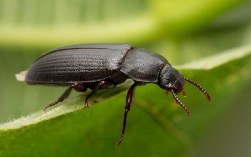 Types of Beetle Insects