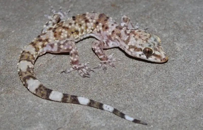 Lizards in South Carolina