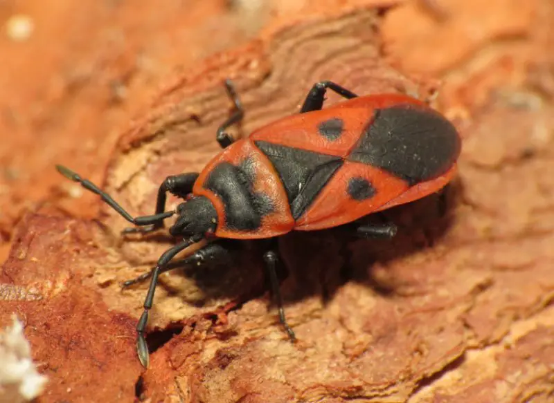 Black and Orange Bugs
