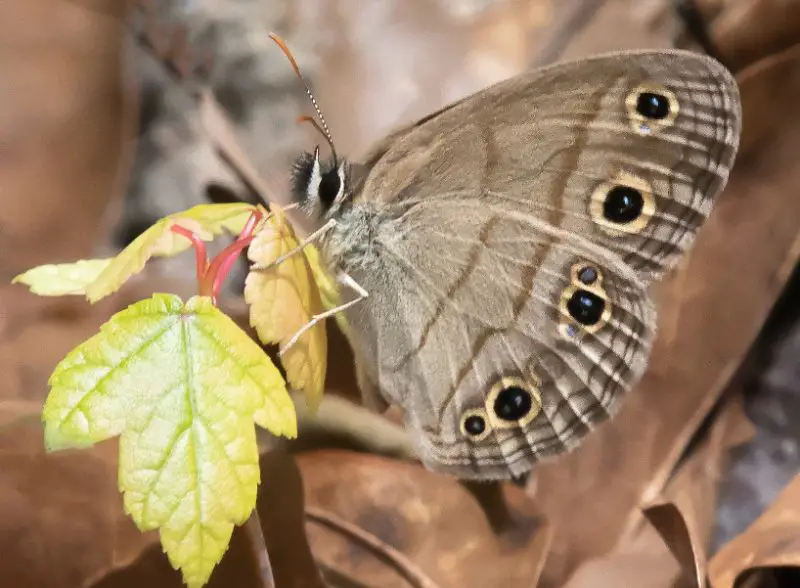 Michigan Butterflies