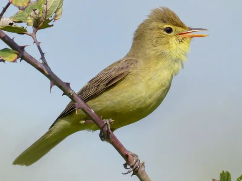 melodious-warbler-hippolais-polyglotta-800x600-1 Birds That Start With M