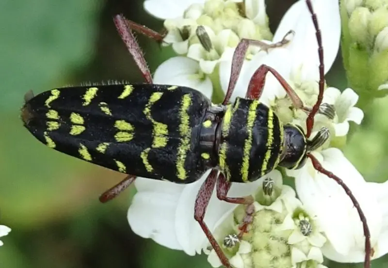 Yellow Beetles with Black Spots