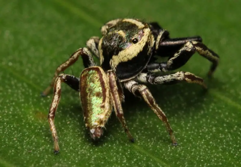 messua-felix-800x556-1 Spiders in Arkansas