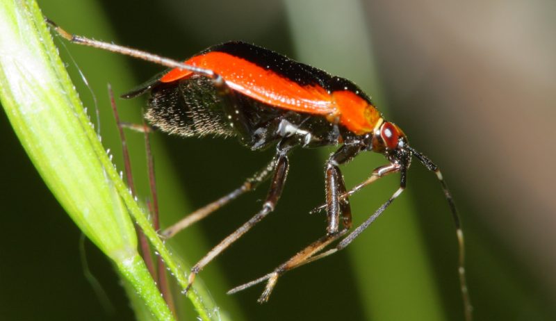 Black and Orange Bugs