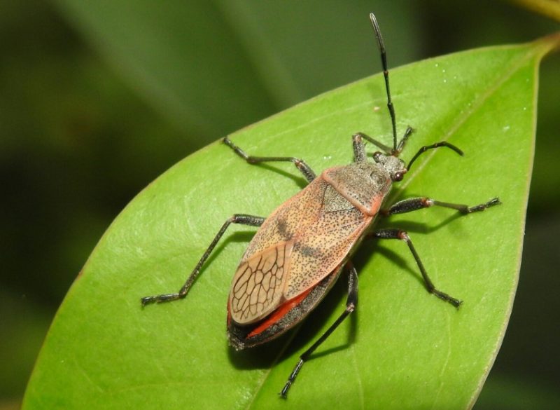 Black and Orange Bugs