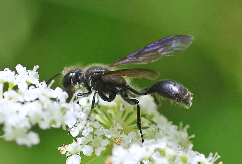 Black Wasps in Texas