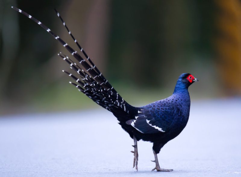 mikado-pheasant-syrmaticus-mikado-800x588-1 Birds That Start With M