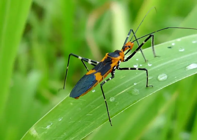 Black and Orange Bugs