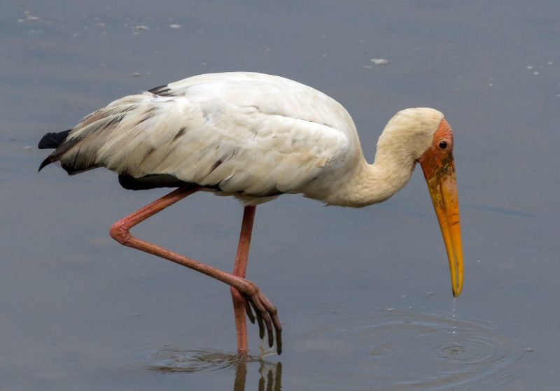 milky-stork-mycteria-cinerea-800x559-1 Birds That Start With M