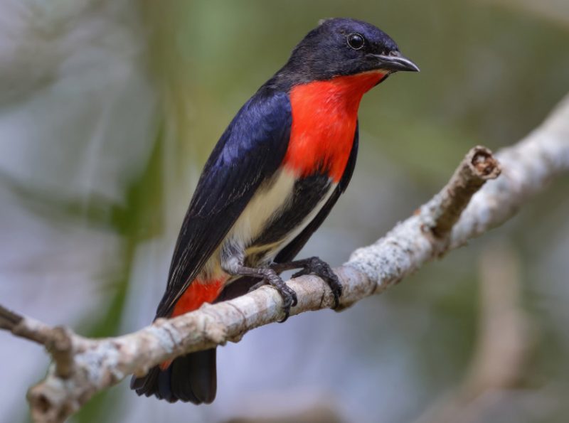 mistletoebird-dicaeum-hirundinaceum-800x595-1 Birds That Start With M