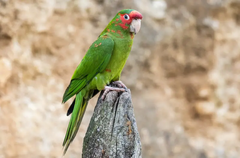 mitred-parakeet-800x528-1 Green Birds