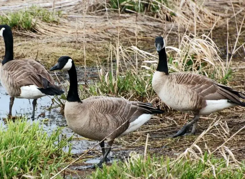Geese in Oregon