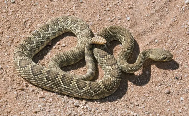 Types of Snakes in Texas