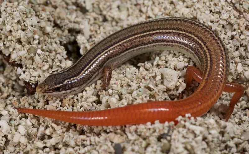 Lizards in Florida