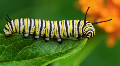20 Types of Arizona Caterpillars (With Pictures)