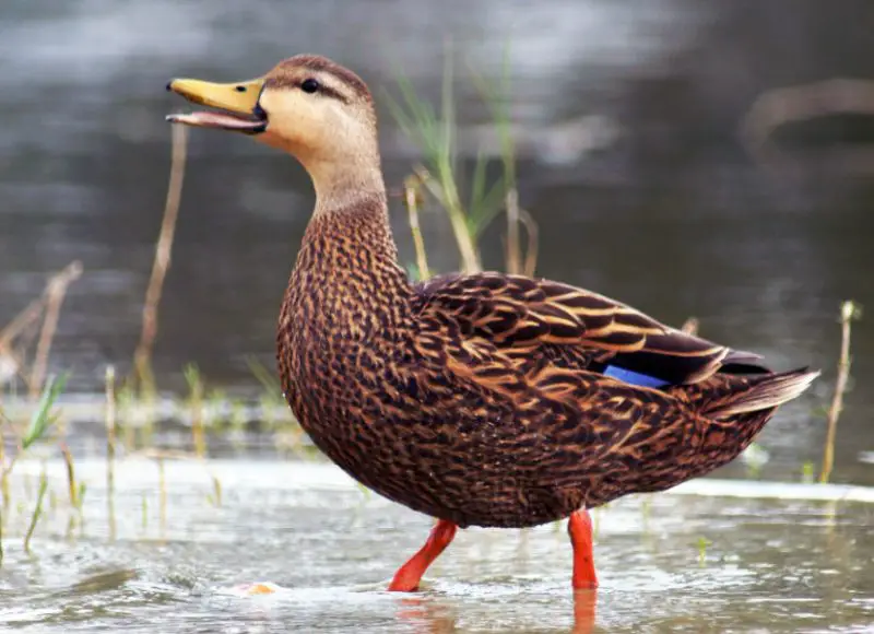 mottled-duck-anas-fulvigula-800x580-1 Birds That Start With M