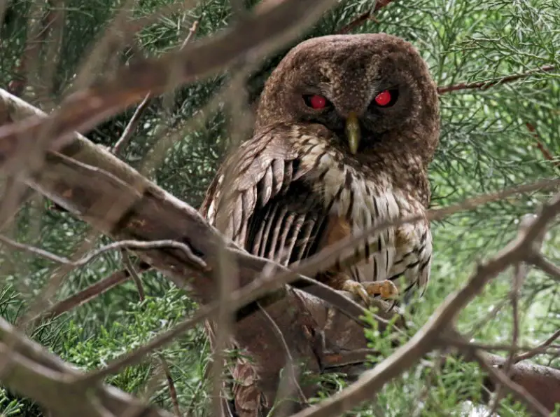 mottled-owl-ciccaba-virgata-800x595-1 Birds That Start With M